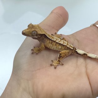 트라이 익스트림할리퀸