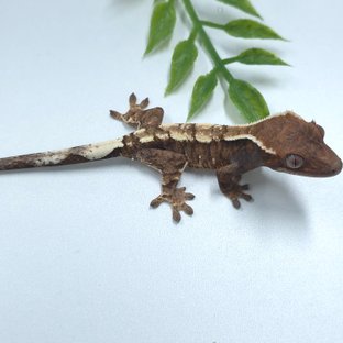 세이블 트라이 화이트핀