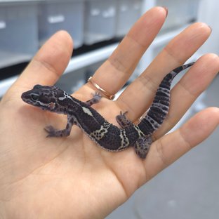 블랙나이트 스노우