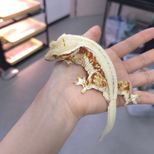 레드 릴리화이트