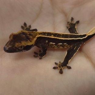 엠티백 풀핀 다크