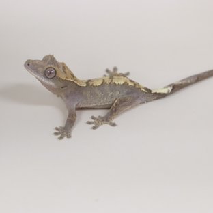 100%헷아잔틱 카푸치노