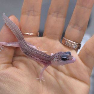 블랙나이트 갤럭시