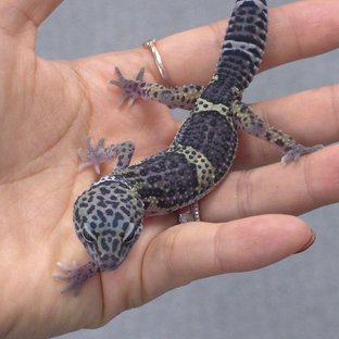 블랙나이트 스노우