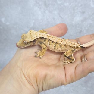 드리피 트라이 익스트림할리퀸