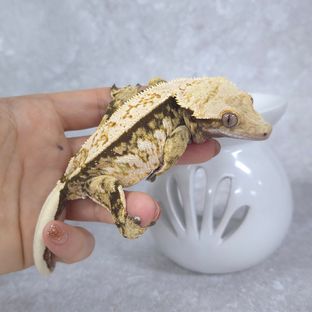 트라이 익스트림할리퀸