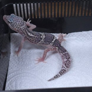 블랙나이트 스노우