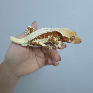 레드 릴리화이트
