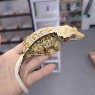 트라이 익스트림할리퀸