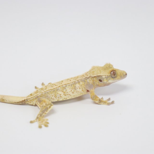 트라이 익스트림할리퀸 화이트스팟 드리피