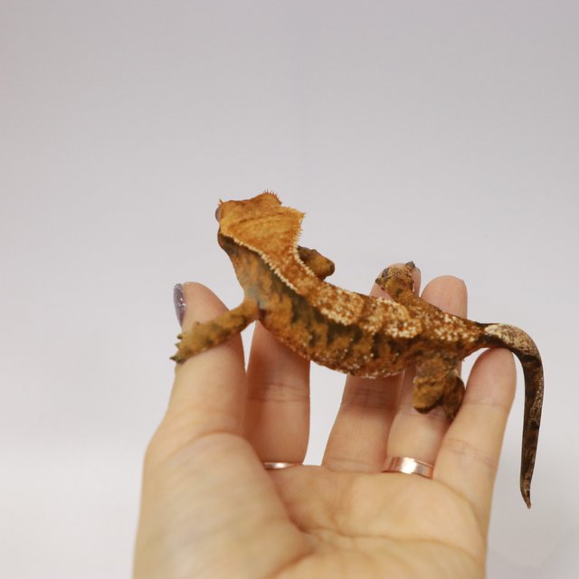 텐저린 다크 익스트림할리퀸