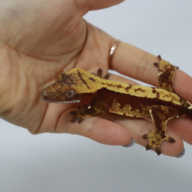 레드 다크 할리퀸