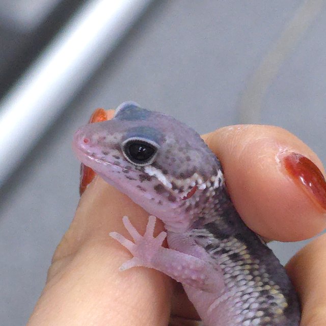 블랙나이트 알비노 이클립스