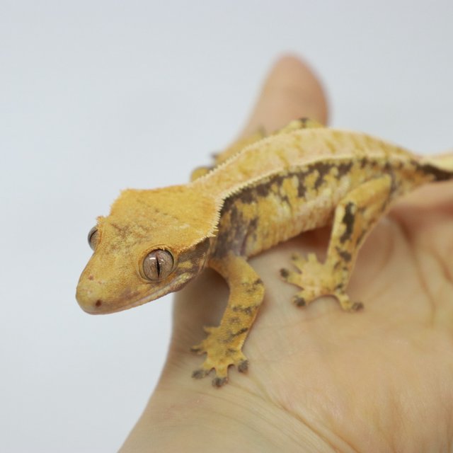 트라이 익스트림할리퀸 쿼드 텐저린