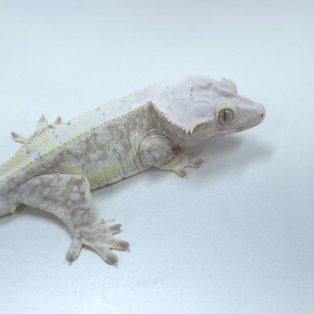 크림 릴리화이트