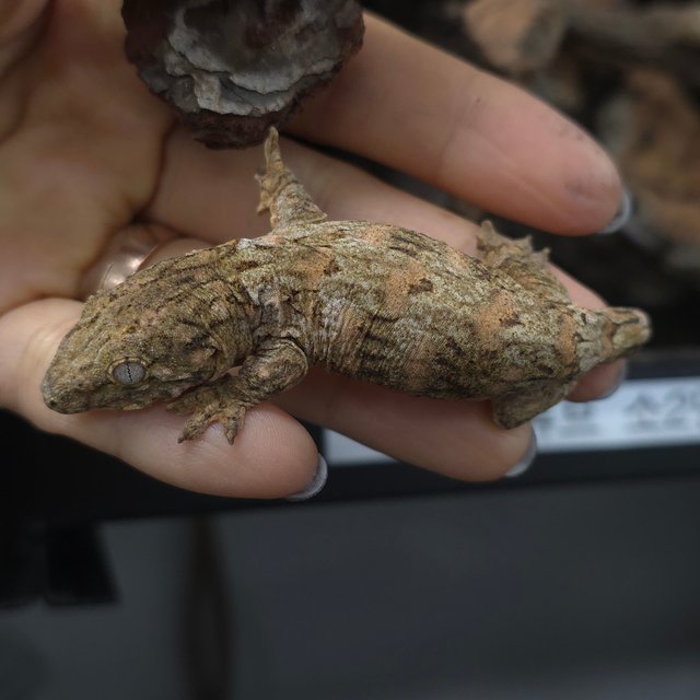 누아미 브로쓰 하이 컬러