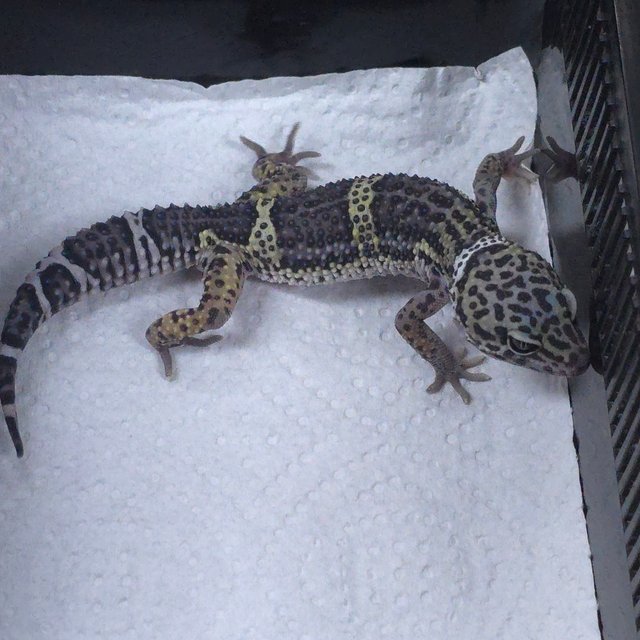 블랙나이트 스노우