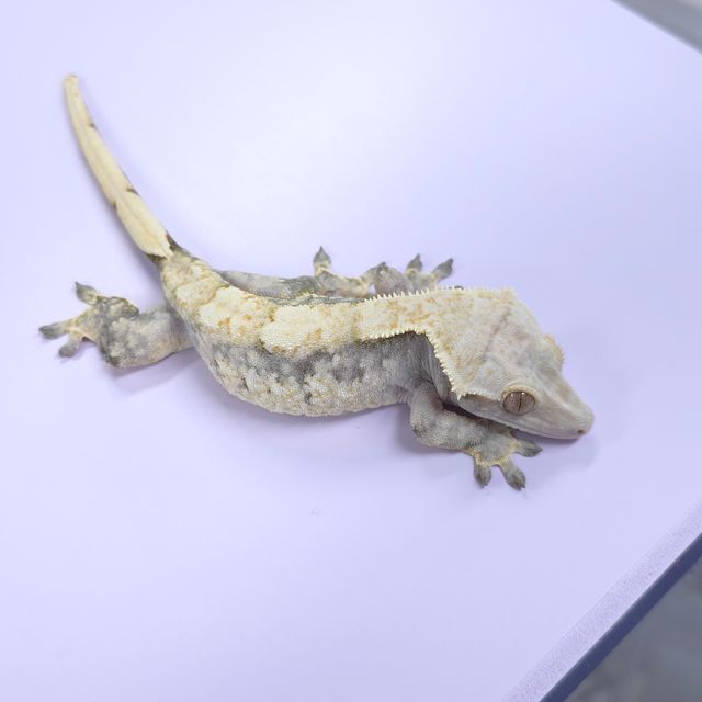 드리피 익스트림할리퀸