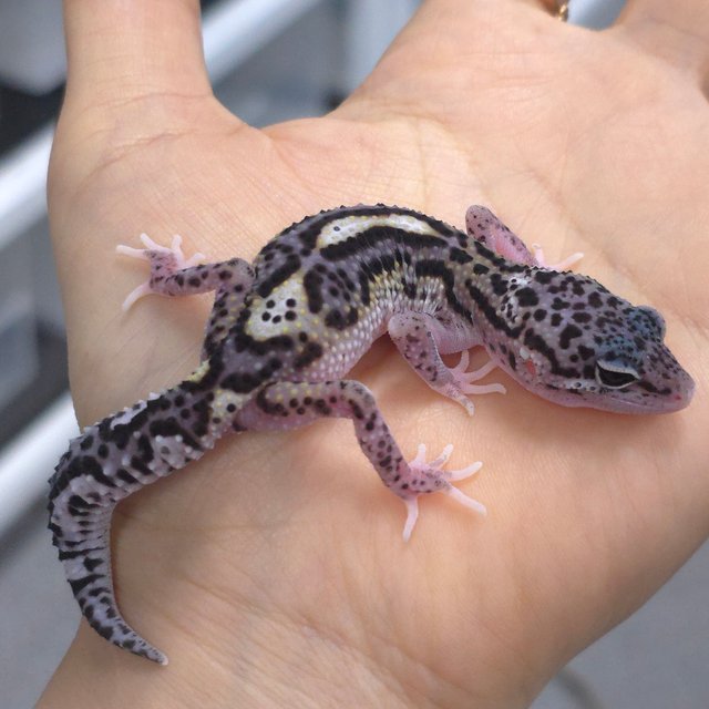 스노우 이클립스 블랙나이트