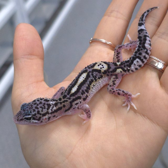 스노우 이클립스 블랙나이트