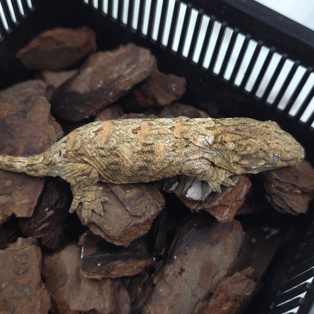 누아미 브로쓰 하이 컬러