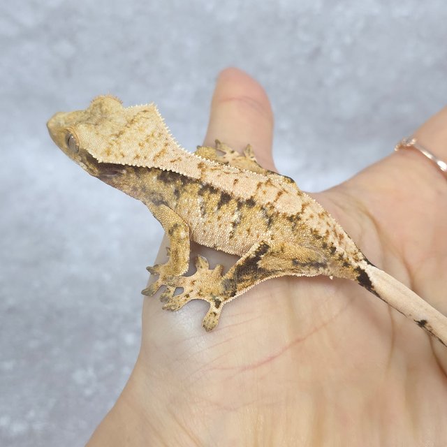 드리피 트라이 익스트림할리퀸