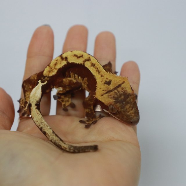 레드 다크 할리퀸