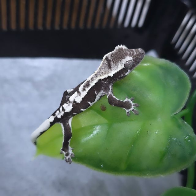 릴잔틱