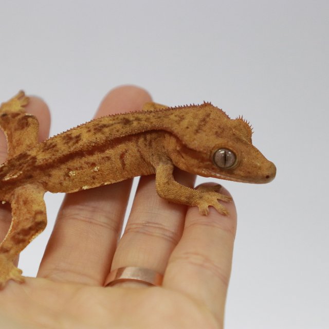 스트로베리 레드 크림 브린들