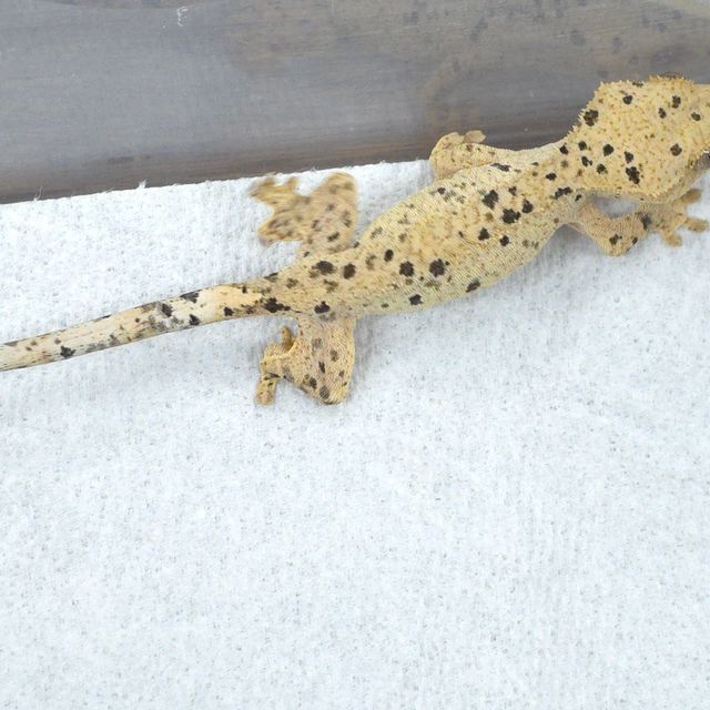 슈퍼달마시안