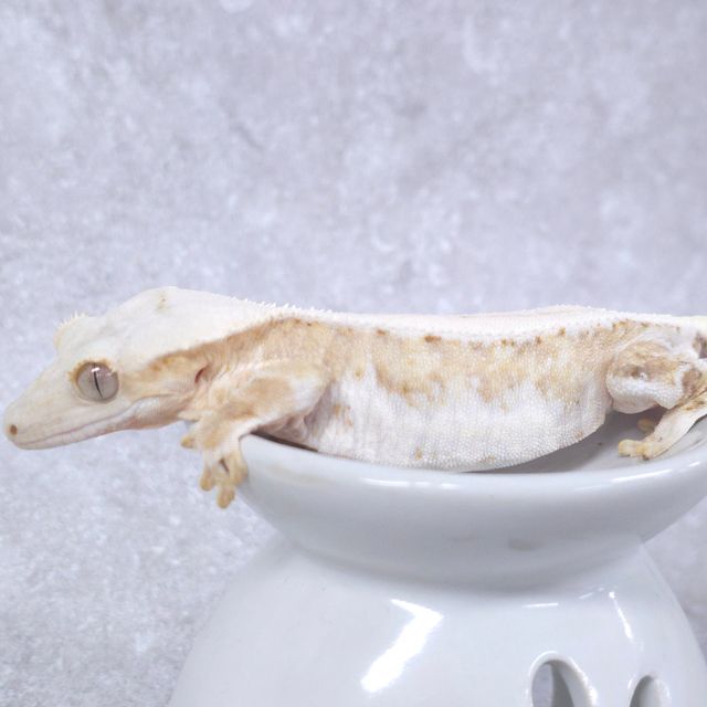 크림 릴리화이트