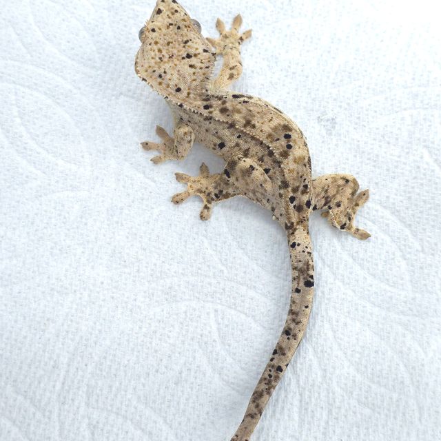 슈퍼달마시안
