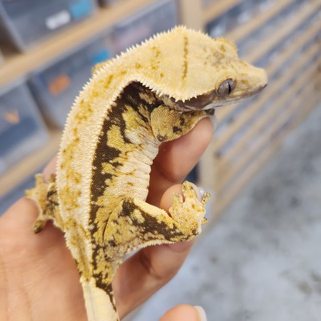 트라이