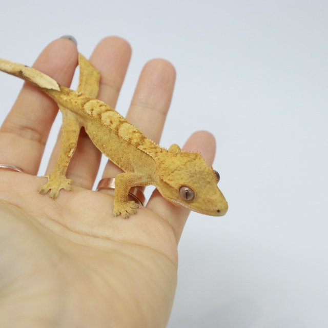 옐로우 크림 브린들