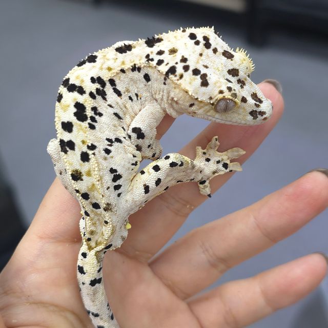 슈퍼달마시안