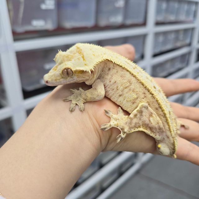 크림시클
