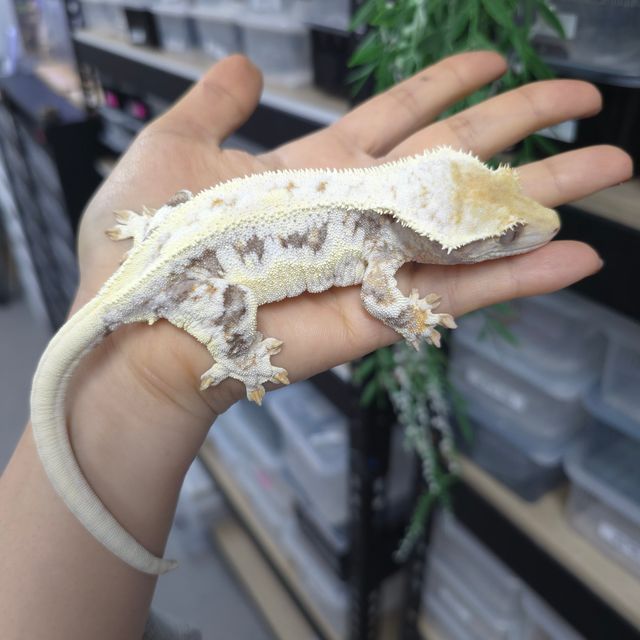 트라이 릴리화이트