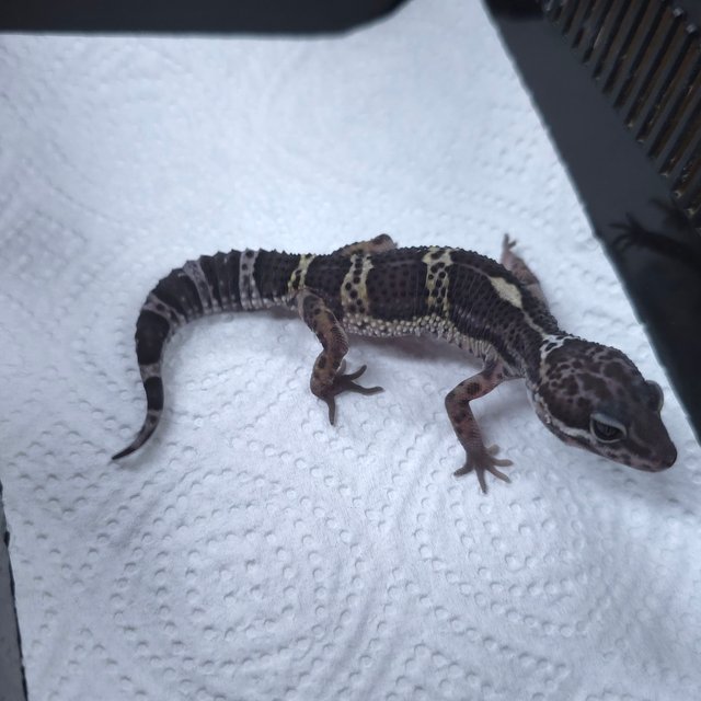 블랙나이트 스노우