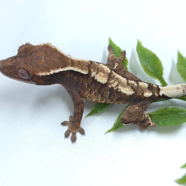 세이블 트라이 화이트핀