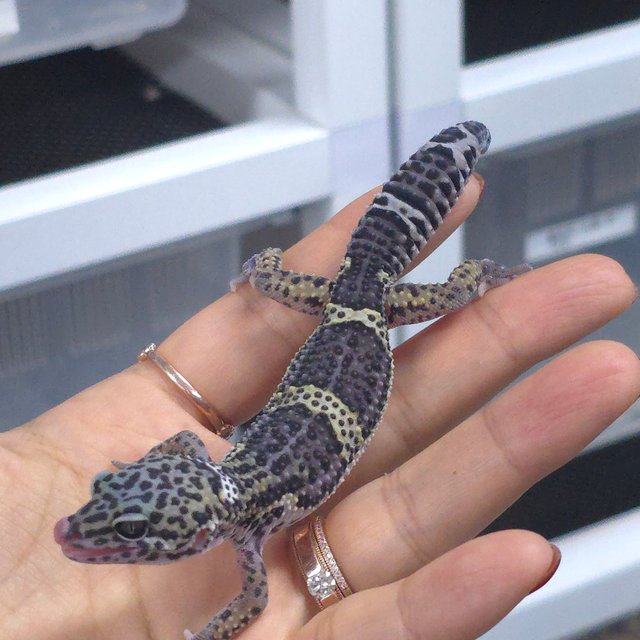 블랙나이트 스노우