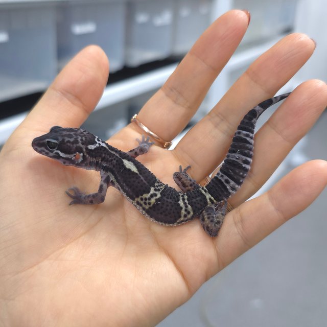 블랙나이트 스노우