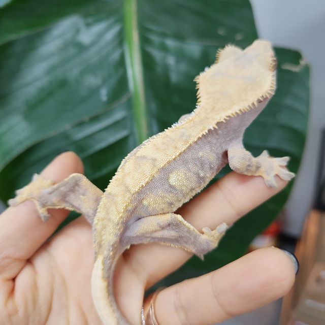 노멀