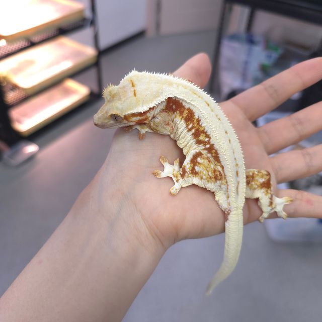 레드 릴리화이트