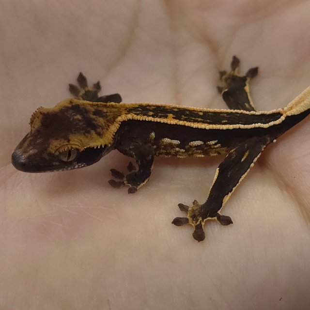 엠티백 풀핀 다크