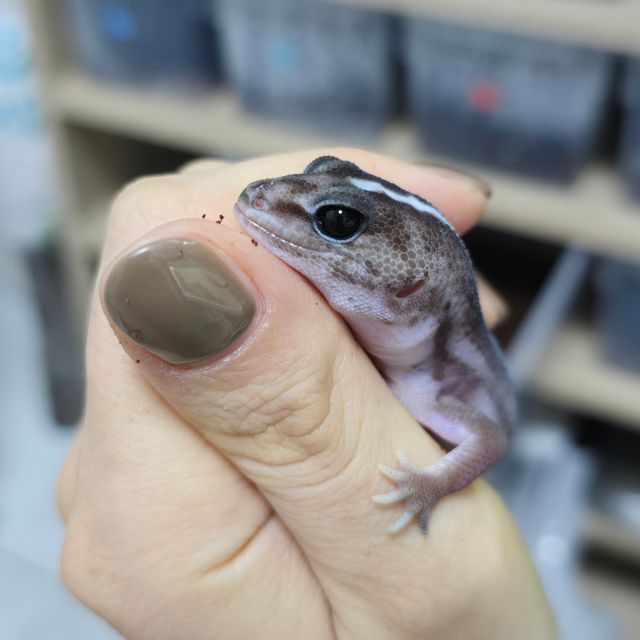 오레오 패턴리스