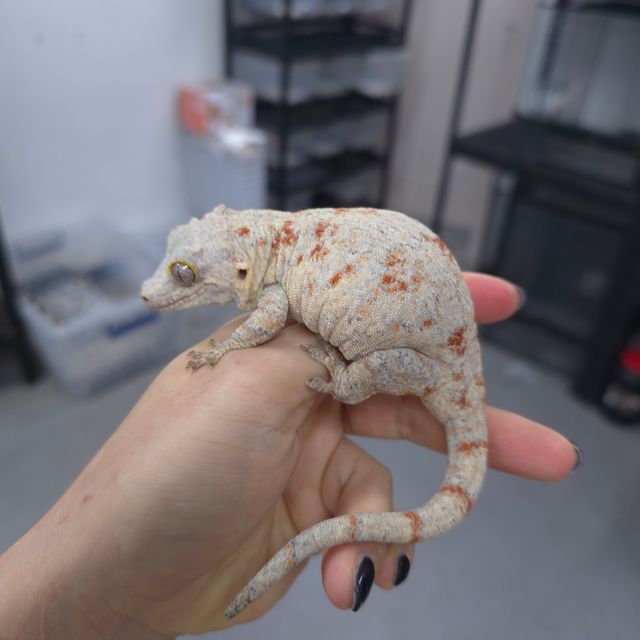 블로치드