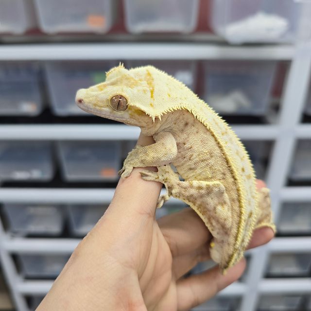 크림시클