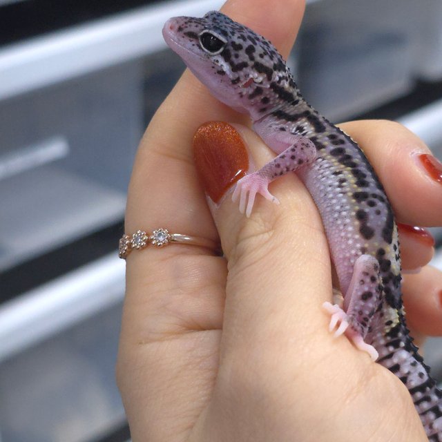 스노우 이클립스 블랙나이트