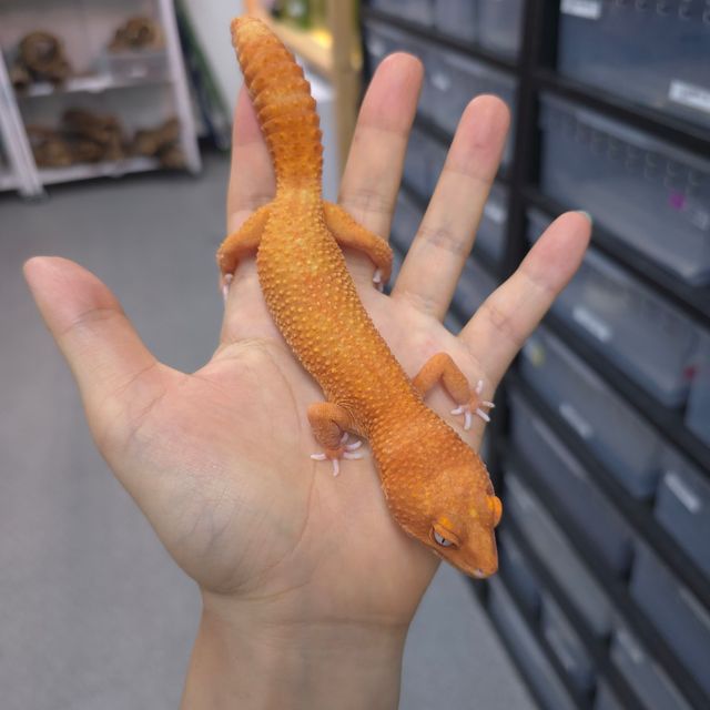 텐저린