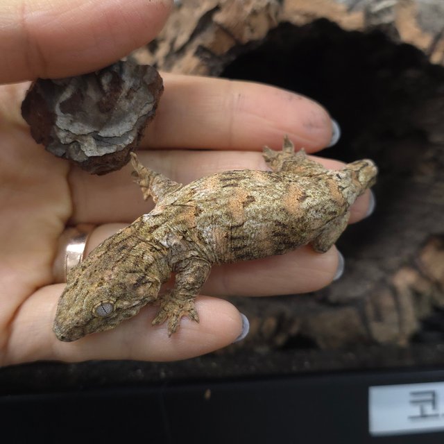 누아미 브로쓰 하이 컬러